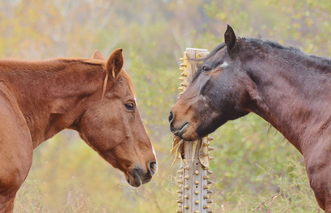 A well-used Itchin' Post pad